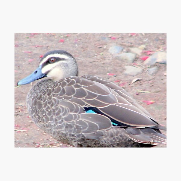 Item preview, "Momma Duck" designed and sold by Sue  Fellows.