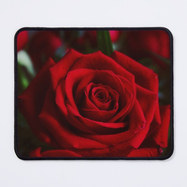 Item preview, Close Up of Rose designed and sold by Cynthia Caraballo.