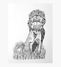 Lions Photographic Print