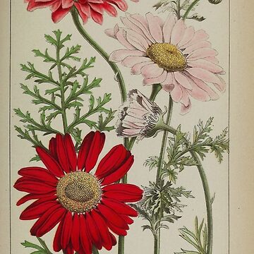 Pyrethrum Roseum/Painted Daisy/Chrysanthemum Roseum" Sticker for Sale by  Cbusch | Redbubble