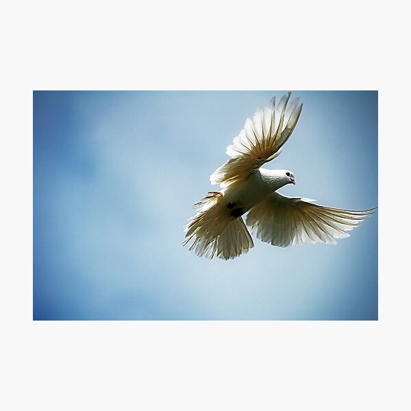 Peace Photographic Print