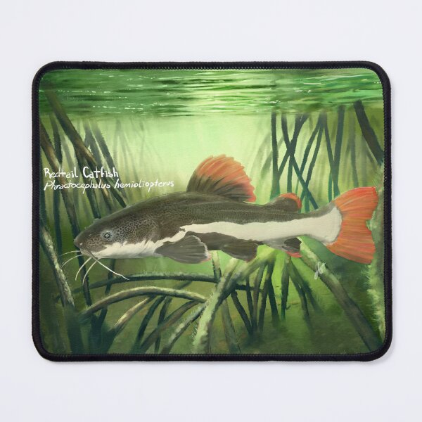 Item preview, AnemalSoul - Redtail Catfish designed and sold by AnemalSoul.
