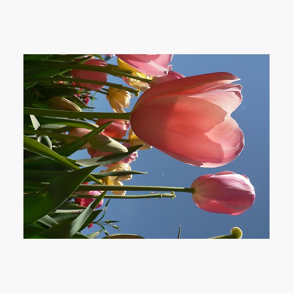 Item preview, Pink Tulips  designed and sold by Samantha Field.