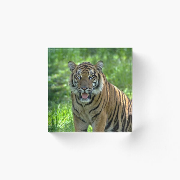 Aperçu de l'œuvre Tigre de Sumatra au Zoo de Miami créée et vendue par KayakErica.