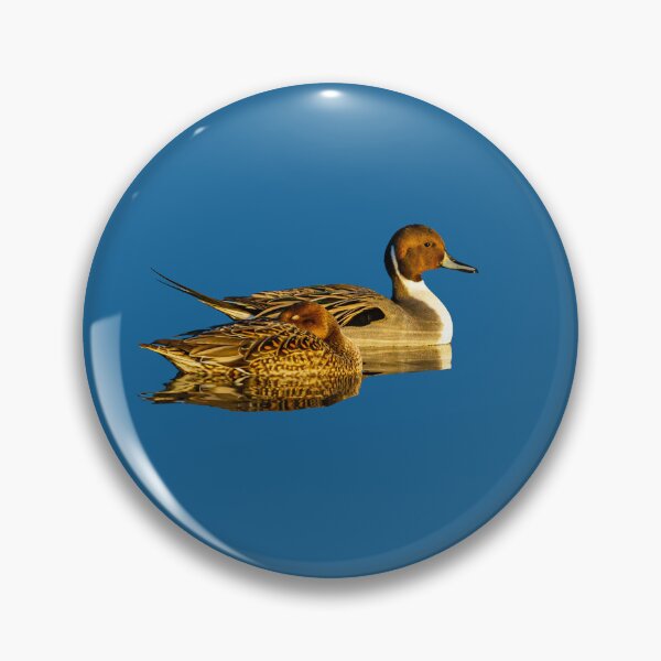 Item preview, Pair of Pintail Duck on blue water background designed and sold by Dalyndigital Photography.