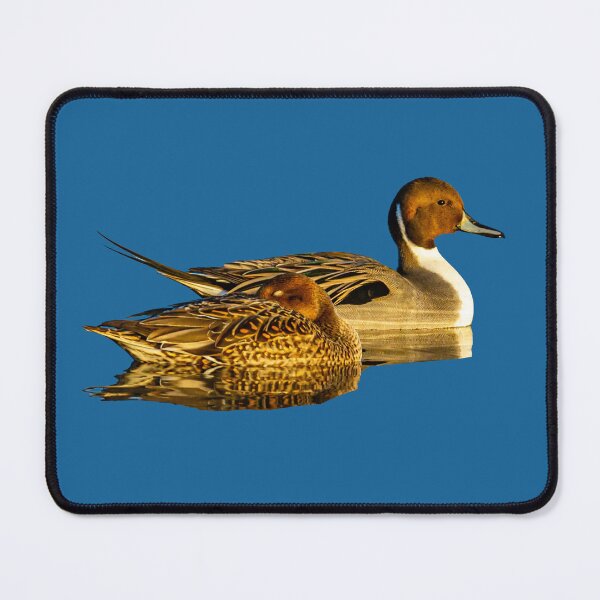 Item preview, Pair of Pintail Duck on blue water background designed and sold by Dalyndigital Photography.