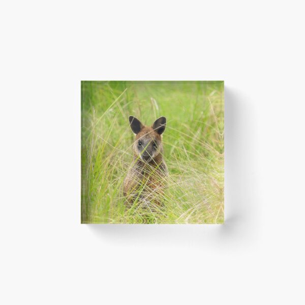 Item preview, Swamp Wallaby designed and sold by Bevlea Ross.