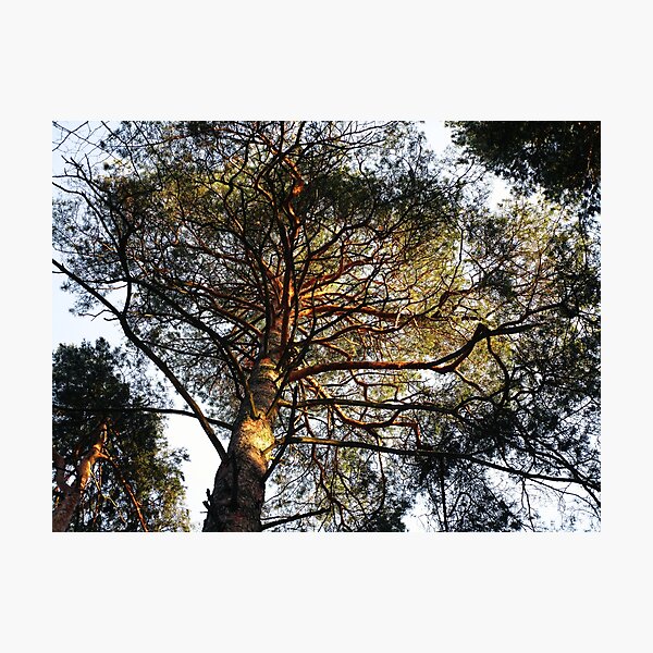 Item preview, Pine tree forest photography | Pine tree branches photo designed and sold by lausn.