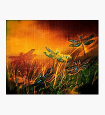Dragonfly...Towards The Light Photographic Print