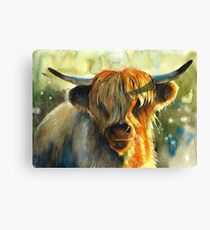Highland cow Canvas Print