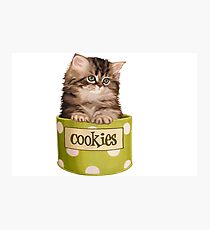 Funny Kitten Photographic Print