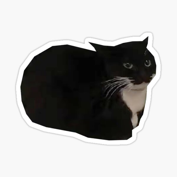 Cats Memes Meme Chonky Black Cat Crazy Screaming Crying Sad Cry