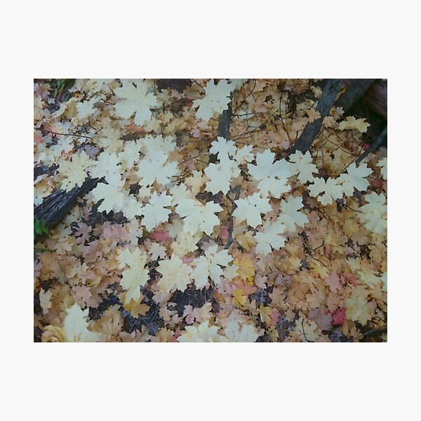 Item preview, Fall Leaves  designed and sold by GriffinJDesigns.