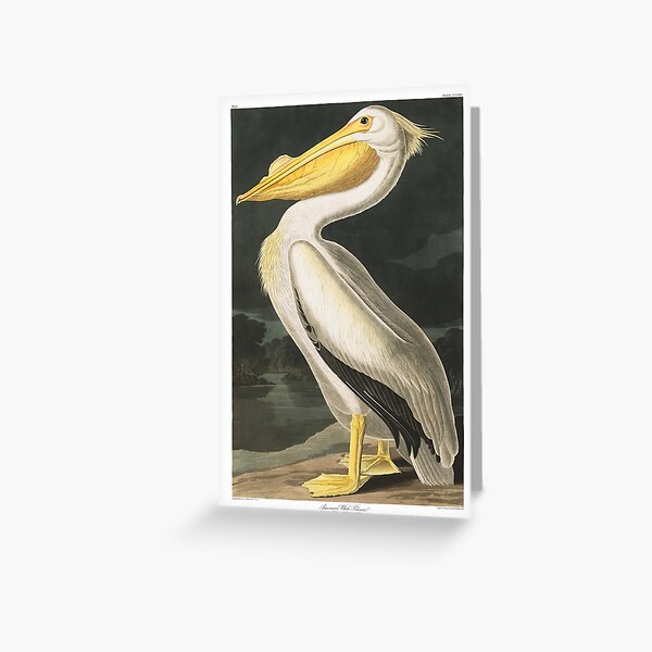 Item preview, American White Pelican - John James Audubon designed and sold by billythekidtees.