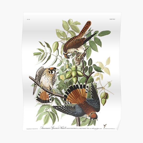 American Kestrel - John James Audubon  Poster
