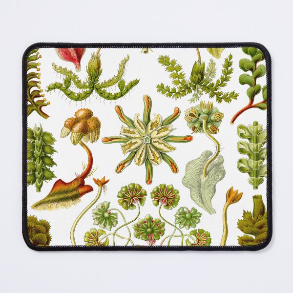 Item preview, Hepaticae - Ernst Haeckel  designed and sold by billythekidtees.