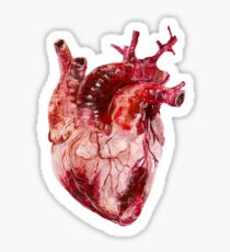 Coeur Anatomique Sticker