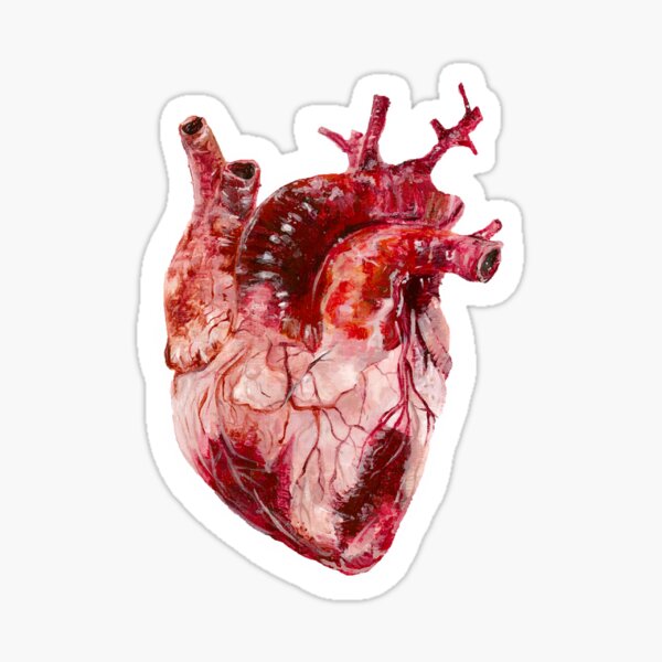 Coeur Anatomique Sticker