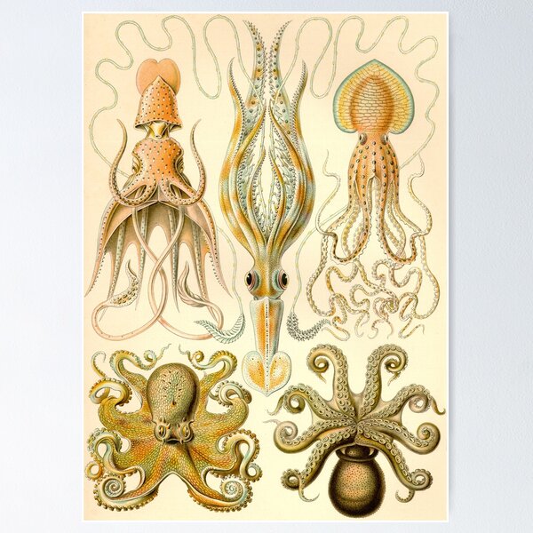 Puzzle en Bois - Ernst Haeckel - Planche Botanique Puzzle-Michele