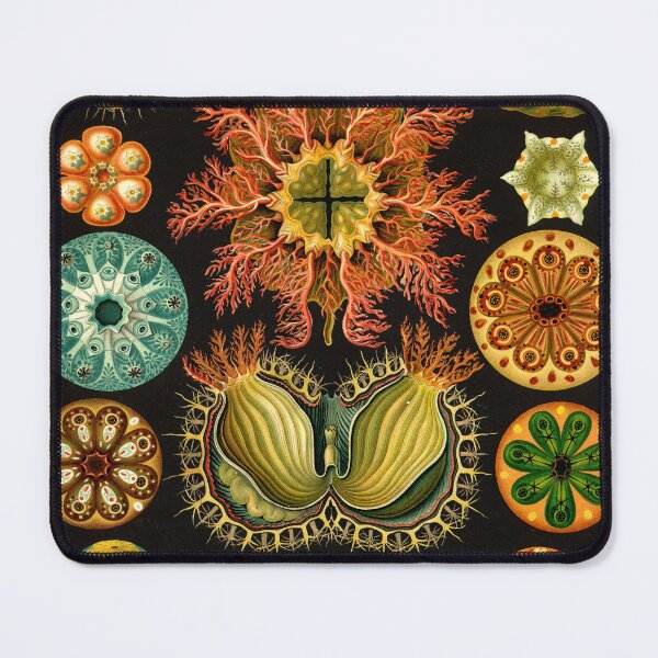 Item preview, Ascidia - Ernst Haeckel designed and sold by billythekidtees.