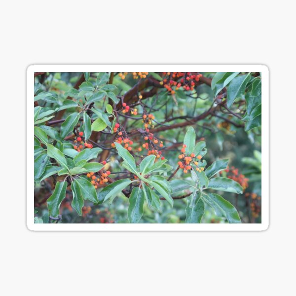 Item preview, Arbutus Tree, Washington designed and sold by csinger.