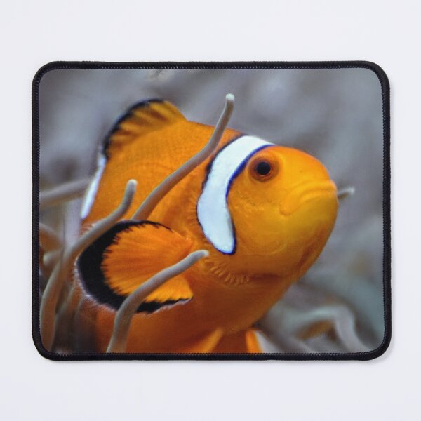 Item preview, Clownfish designed and sold by Savannah Gibbs.