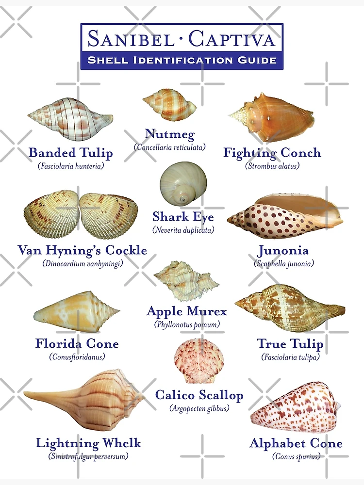 Florida Sea Shells Seashells Chart Names Postcard Used (26900)