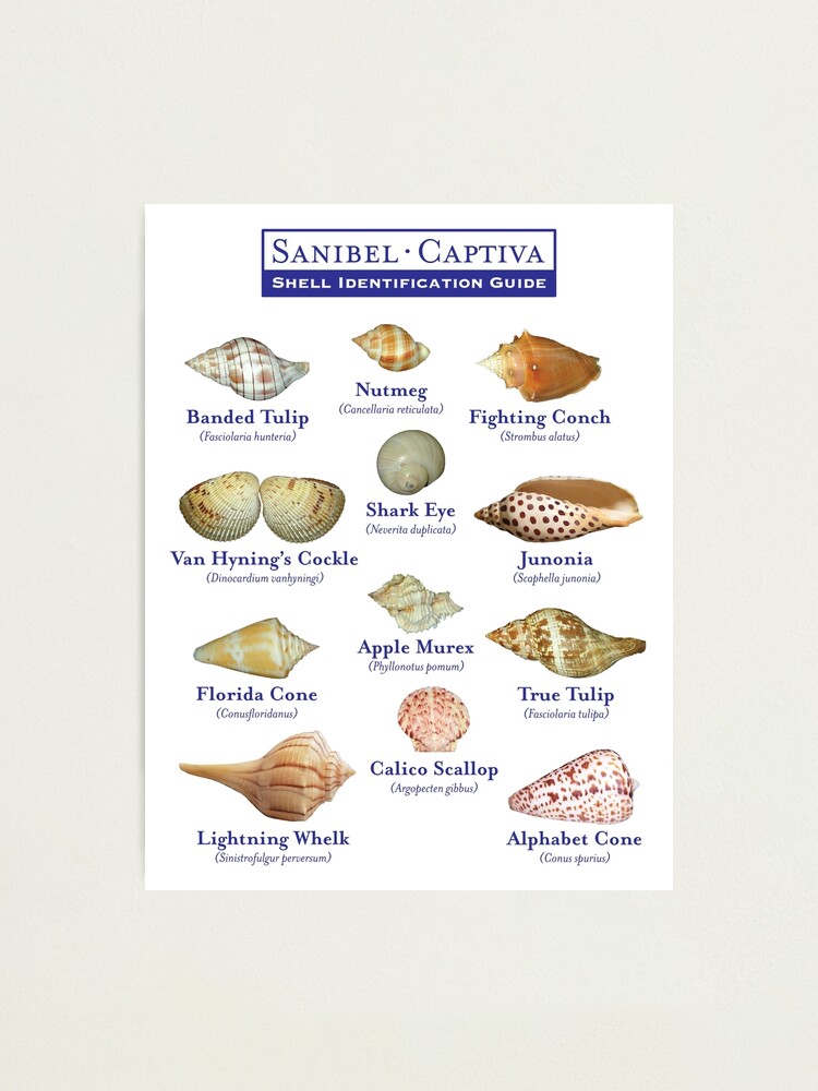 Sanibel, Captiva Island Florida Shell Identification Guide