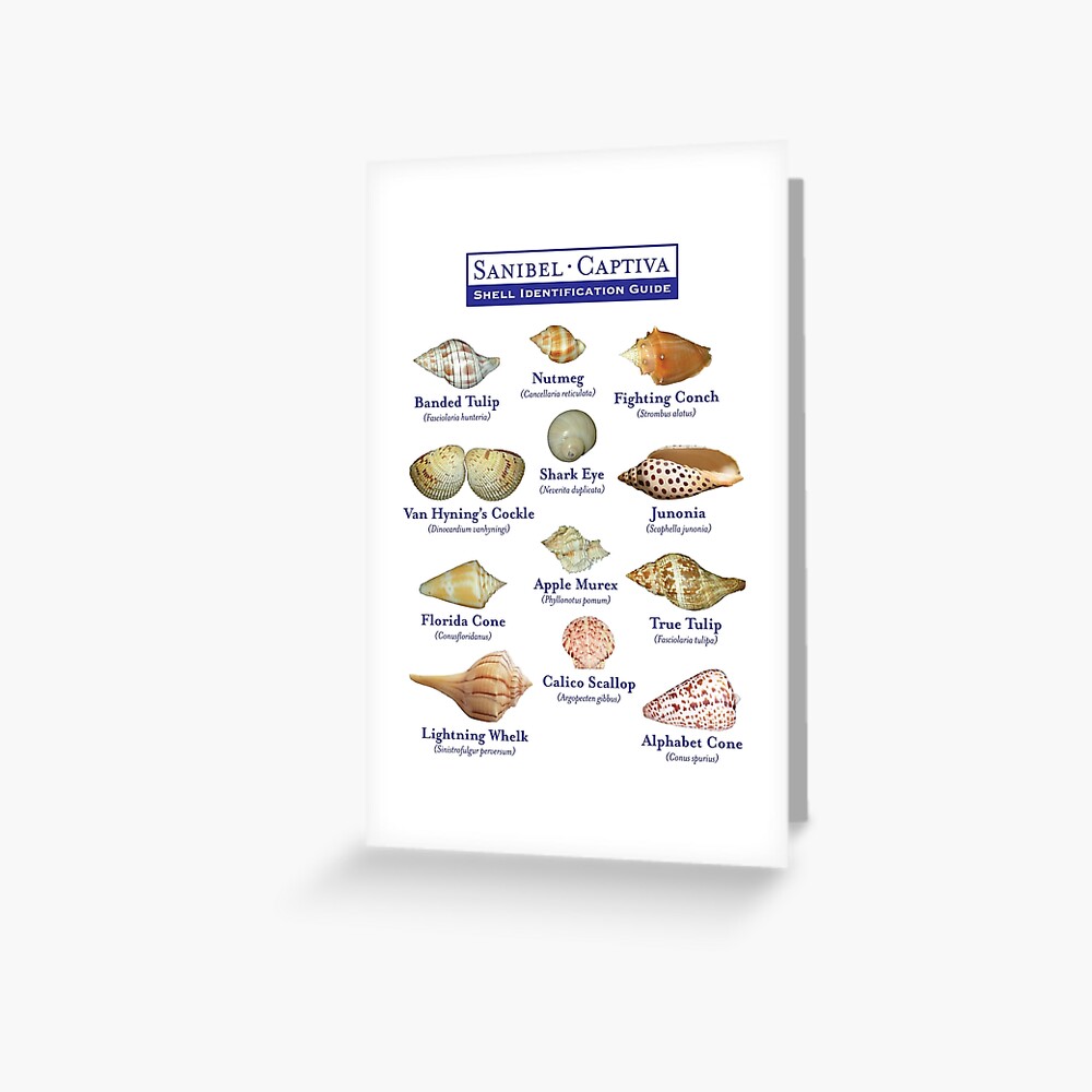 Sanibel, Captiva Island Florida Shell Identification Guide Photographic  Print for Sale by Futurebeachbum