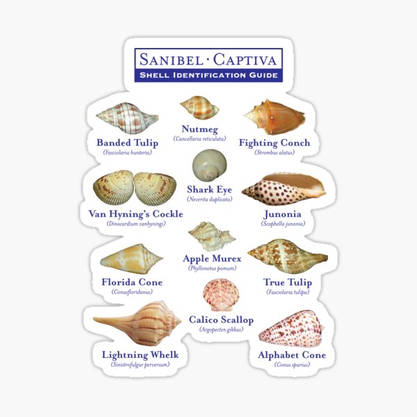 Item preview, Sanibel, Captiva Island Florida Shell Identification Guide designed and sold by Futurebeachbum.