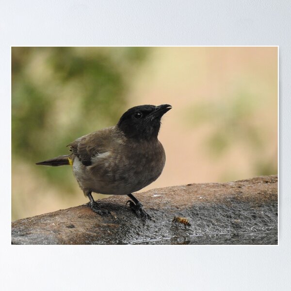 Item preview, Dark-capped Bulbul designed and sold by cryophytum.