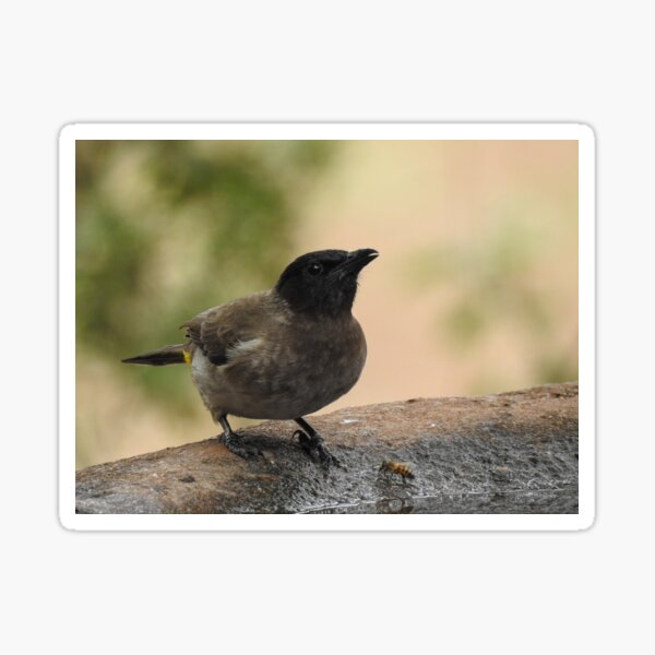 Item preview, Dark-capped Bulbul designed and sold by cryophytum.