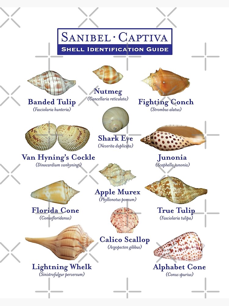 Sanibel, Captiva Island Florida Shell Identification Guide | Art Board Print