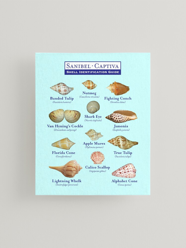 Sanibel, Captiva Island Florida Shell Identification Guide | Mounted Print
