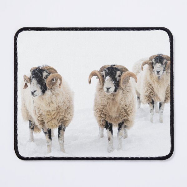 Item preview, Swaledale Rams in Snow designed and sold by HAPhotography.