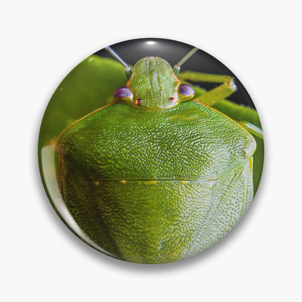 Item preview, Green Stink Bug - Chinavia hilaris designed and sold by AronsTinySafari.