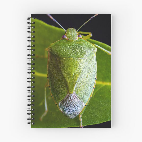 Item preview, Green Stink Bug - Chinavia hilaris designed and sold by AronsTinySafari.