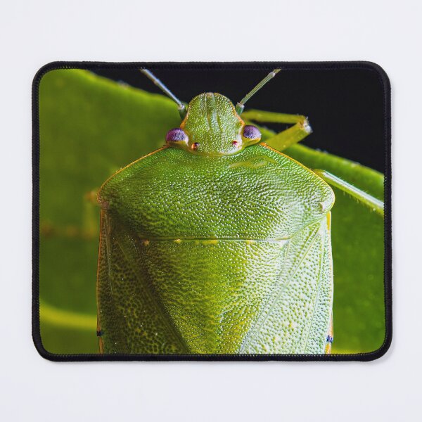Item preview, Green Stink Bug - Chinavia hilaris designed and sold by AronsTinySafari.