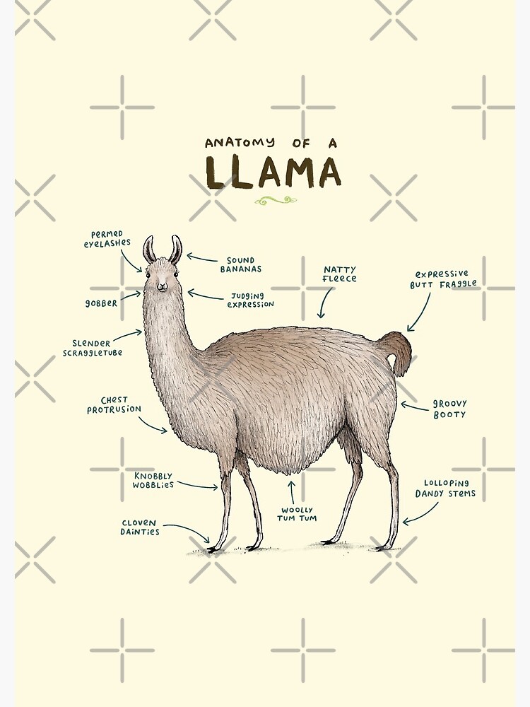 Anatomy of a Llama by SophieCorrigan