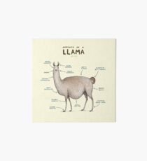 Anatomy of a Llama Art Board
