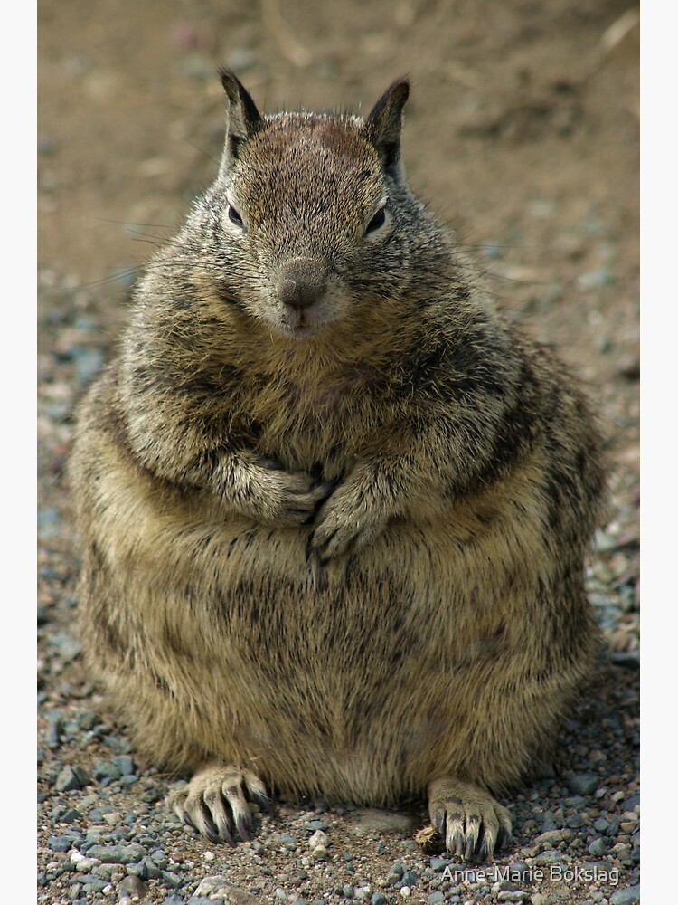 Big Fat Mama by amb1946