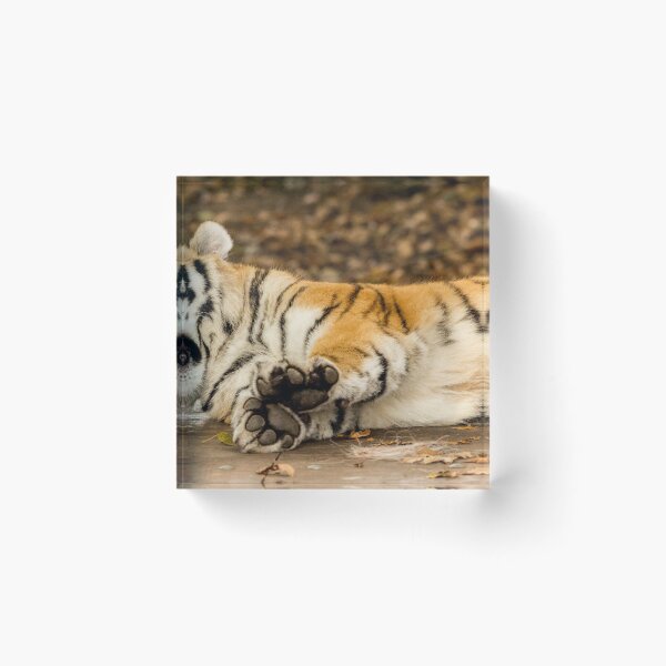 Item preview, Yawning Tiger designed and sold by ademcfade.