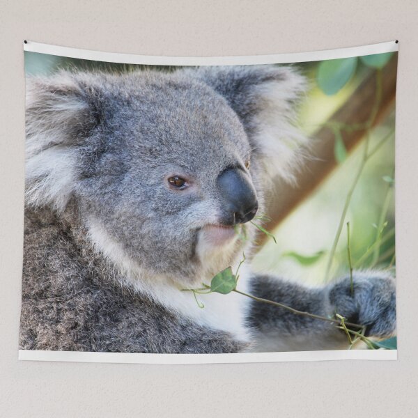 Item preview, Koala designed and sold by johkar-photos.