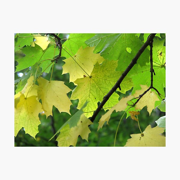 Artikelvorschau, Autumn leaves 2 entworfen und verkauft von Debbie Vine.