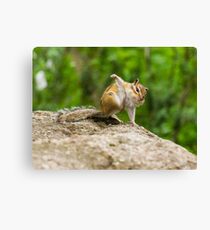 Funny amusing little chipmunk Canvas Print