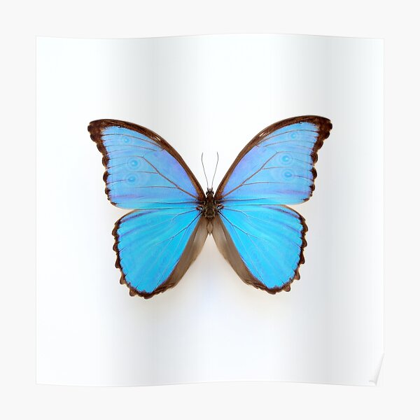 Blue Morpho Butterfly Poster