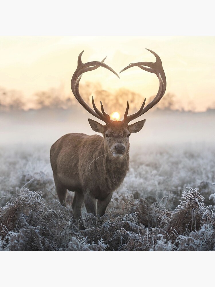 Christmas Love Stag heart shaped antlers by Junkyardmax