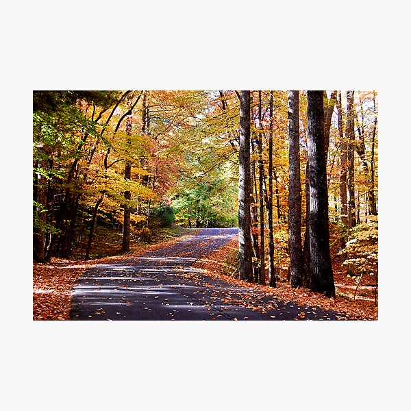 A Walk in the Park Photographic Print