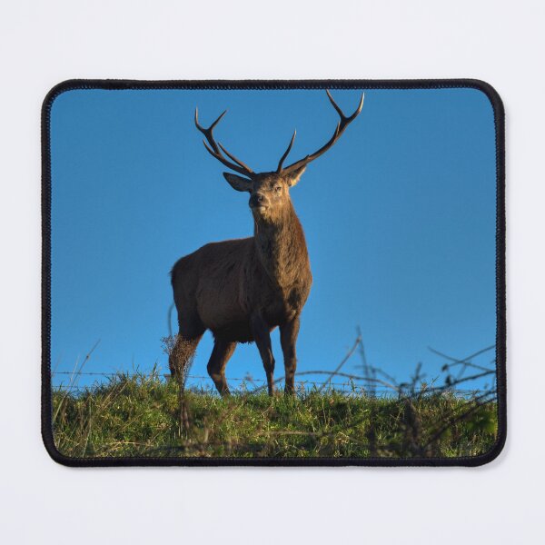 Item preview, Highlands Red Deer designed and sold by Derren Jones.