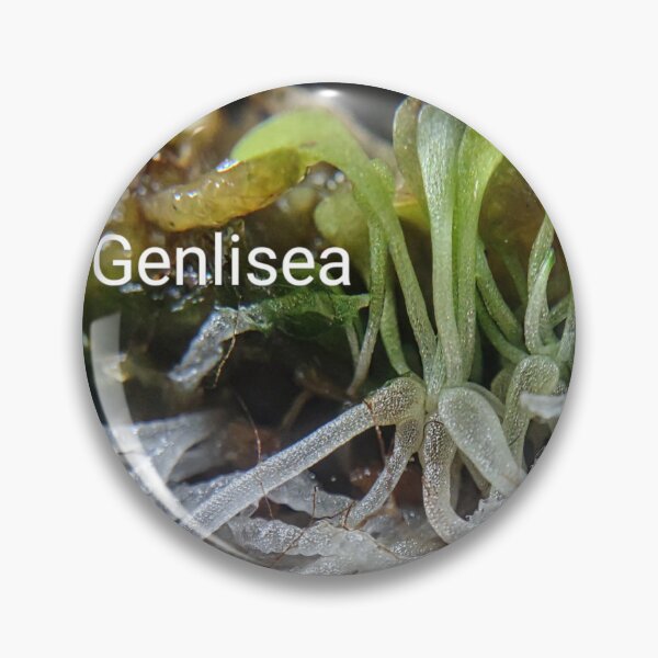 Item preview, Genlisea aka the corkscrew plant #1 designed and sold by Deathplant.